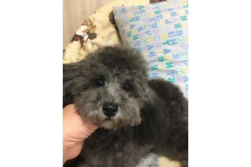 成約済の北海道のトイプードル-45641の3枚目