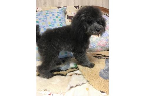 成約済の北海道のトイプードル-45641の5枚目