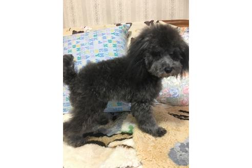成約済の北海道のトイプードル-45641の1枚目
