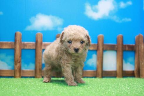 成約済の滋賀県のトイプードル-45039の2枚目