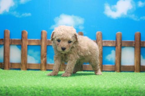 成約済の滋賀県のトイプードル-45039の1枚目