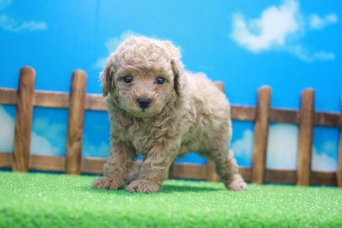 成約済の滋賀県のトイプードル-45040の2枚目