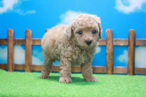 成約済の滋賀県のトイプードル-45040の1枚目