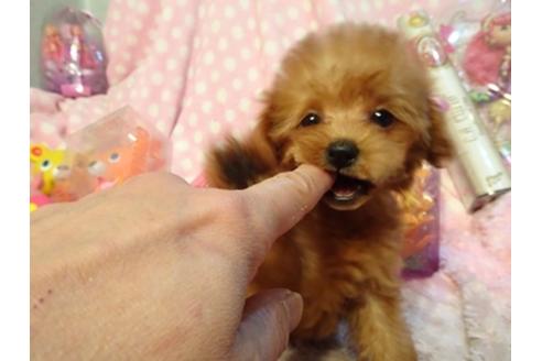 成約済の静岡県のミックス犬-45693の2枚目