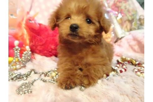 成約済の静岡県のミックス犬-45693の3枚目