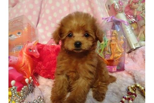 成約済の静岡県のミックス犬-45693の5枚目