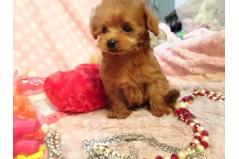 成約済の静岡県のミックス犬-45693の1枚目