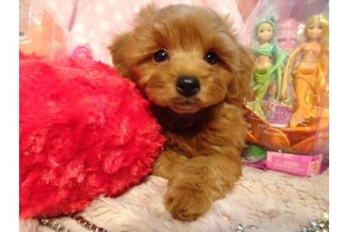 成約済の静岡県のミックス犬-45694の5枚目