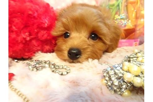 成約済の静岡県のミックス犬-45694の3枚目