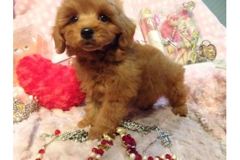 成約済の静岡県のミックス犬-45694の4枚目