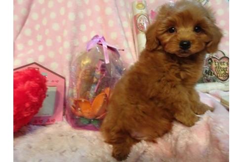 成約済の静岡県のミックス犬-45694の2枚目