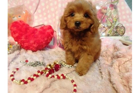 成約済の静岡県のミックス犬-45694の1枚目
