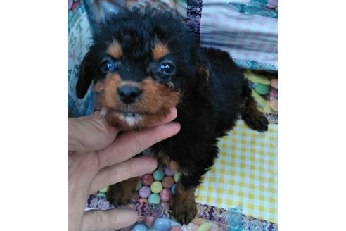 成約済の岐阜県のミックス犬-45705の4枚目