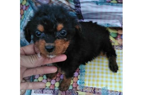 成約済の岐阜県のミックス犬-45705の3枚目