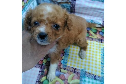 成約済の岐阜県のミックス犬-45706の1枚目