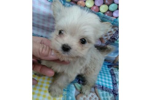 成約済の岐阜県のミックス犬-45707の3枚目