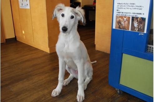 成約済の京都府のミックス犬-45748の1枚目