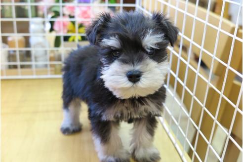 成約済の大阪府のミニチュアシュナウザー-45754の4枚目