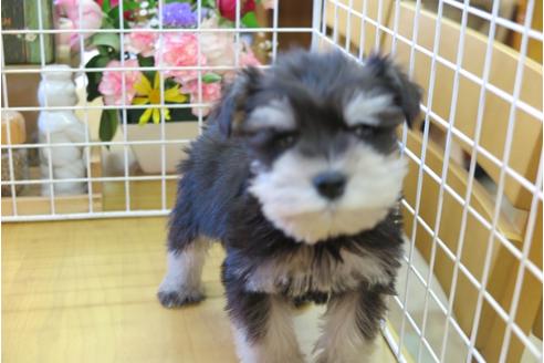 成約済の大阪府のミニチュアシュナウザー-45754の5枚目