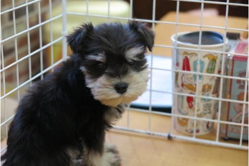 成約済の大阪府のミニチュアシュナウザー-45754の1枚目