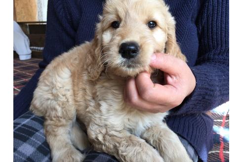 成約済の茨城県のミックス犬-44419の5枚目