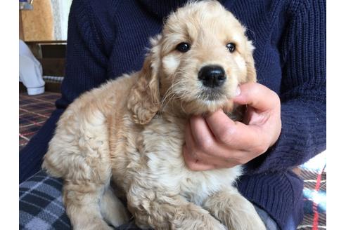 成約済の茨城県のミックス犬-44419の2枚目