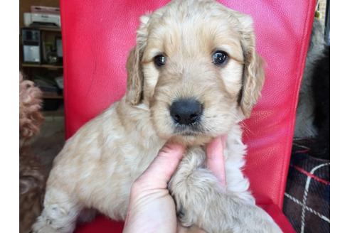 成約済の茨城県のミックス犬-44419の1枚目
