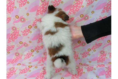 成約済の千葉県のパピヨン-45821の2枚目