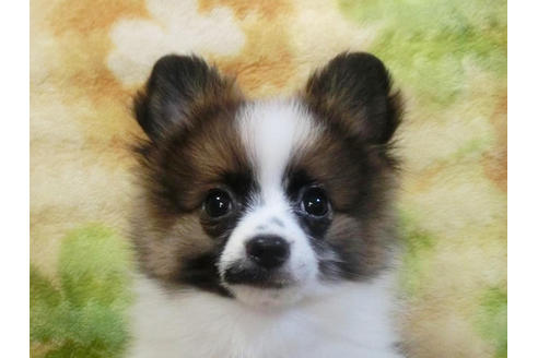 成約済の千葉県のポメラニアン-45850の5枚目