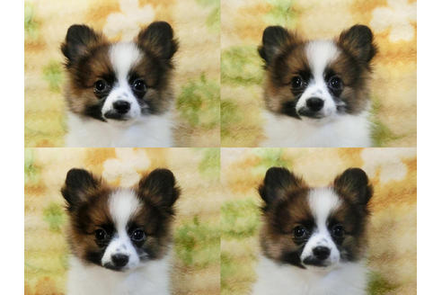 成約済の千葉県のポメラニアン-45850の4枚目