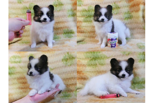 成約済の千葉県のポメラニアン-45850の3枚目