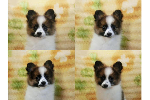 成約済の千葉県のポメラニアン-45850の2枚目