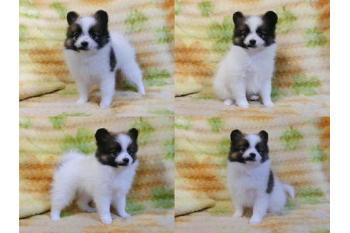 成約済の千葉県のポメラニアン-45850の1枚目