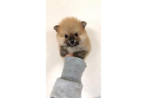 成約済の神奈川県のポメラニアン-45868の3枚目