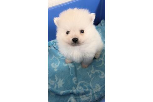 成約済の神奈川県のポメラニアン-45870の4枚目