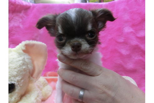 成約済の京都府のチワワ(ロングコート)-45884の3枚目