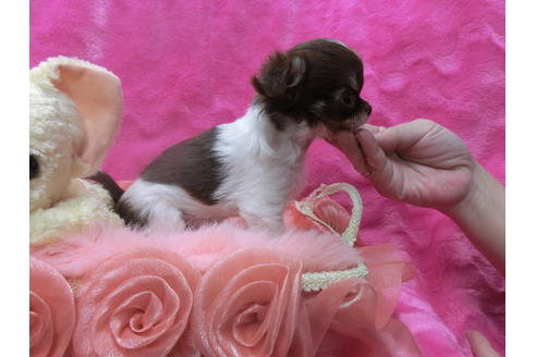 成約済の京都府のチワワ(ロングコート)-45884の2枚目