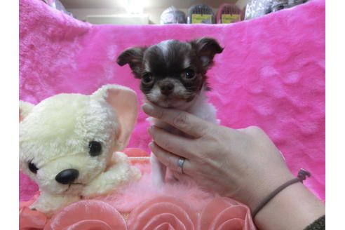 成約済の京都府のチワワ(ロングコート)-45884の1枚目