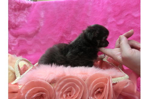 成約済の京都府のチワワ(ロングコート)-45885の2枚目