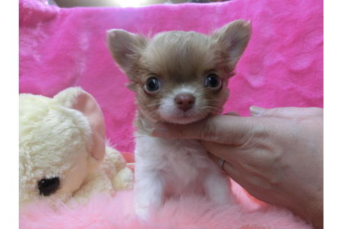 成約済の京都府のチワワ(ロングコート)-45886の3枚目