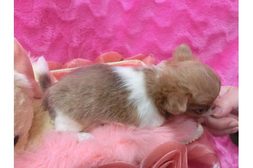 成約済の京都府のチワワ(ロングコート)-45886の2枚目