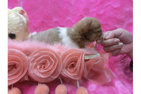 成約済の京都府のチワワ(ロングコート)-45886の1枚目