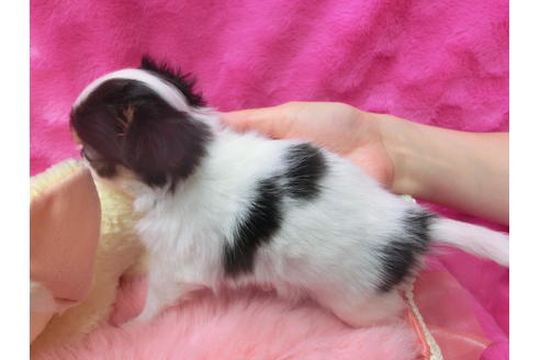 成約済の京都府のチワワ(ロングコート)-45887の2枚目