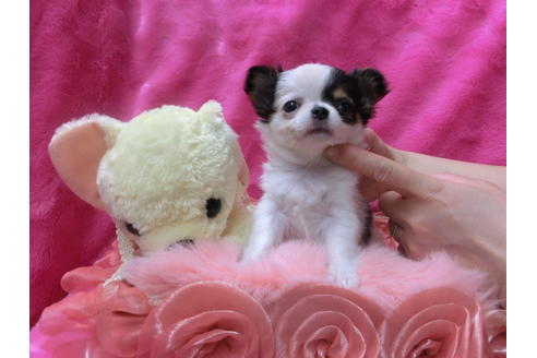 成約済の京都府のチワワ(ロングコート)-45887の1枚目