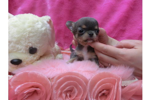 成約済の京都府のチワワ(スムースコート)-45894の3枚目