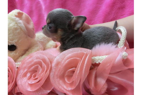 成約済の京都府のチワワ(スムースコート)-45894の2枚目