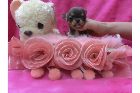 成約済の京都府のチワワ(スムースコート)-45894の1枚目