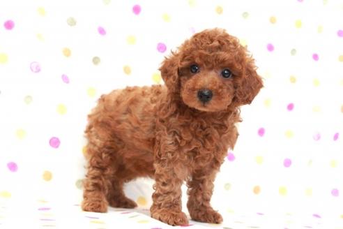 成約済の福岡県のトイプードル-45926の4枚目