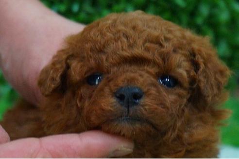 成約済の京都府のトイプードル-45558の3枚目