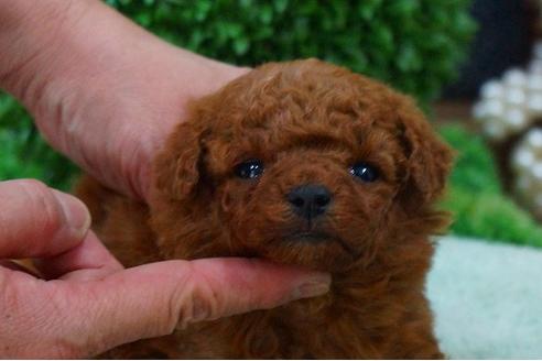 成約済の京都府のトイプードル-45558の2枚目